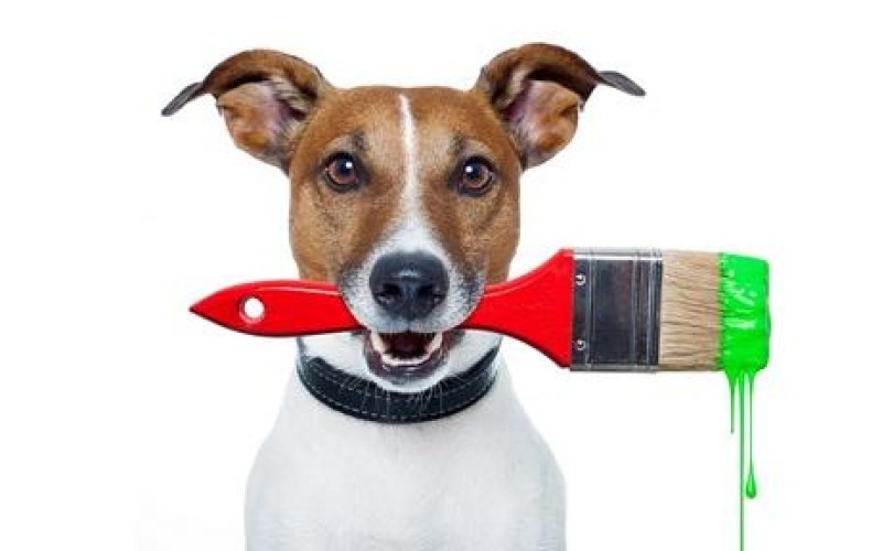 Excolha a tinta correta para o ambiente do seu cãozinho. 